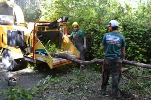 tree services Elmwood Park